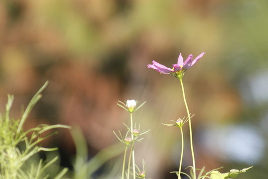 向陽(yáng)花開(kāi)