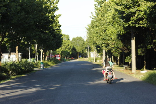 城市里的樹(shù)林