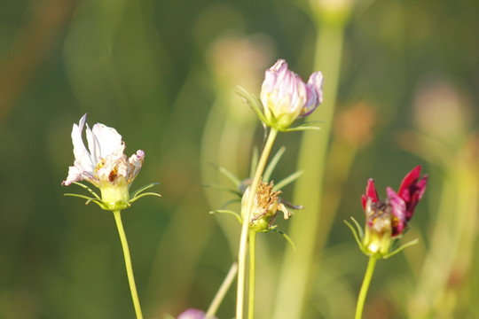 向陽(yáng)花開