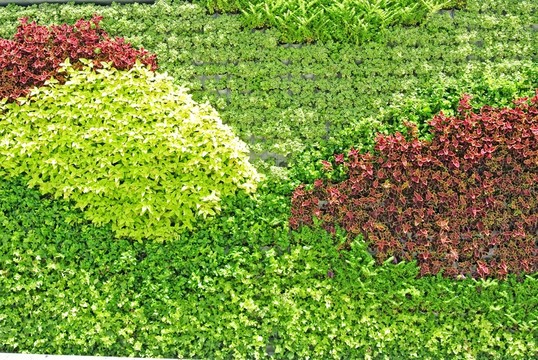 植物墻 植被墻 綠化