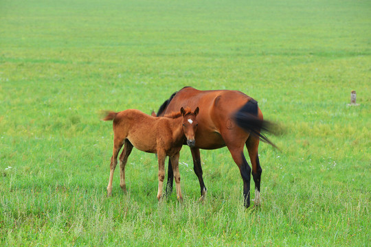 母馬和小馬