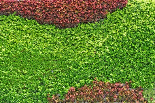 植物墻 植被墻