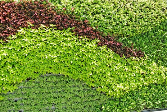 植物墻 植被墻