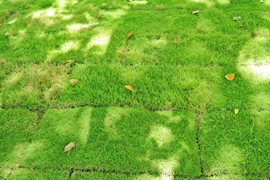植物墻  陽光綠地 草坪