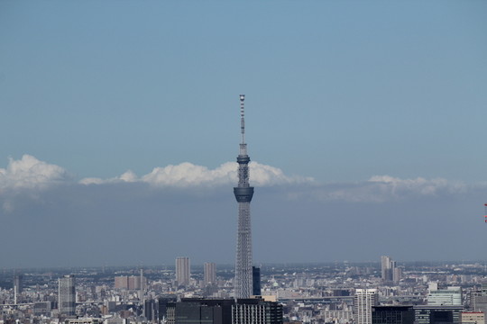 遠(yuǎn)眺天空樹(shù)