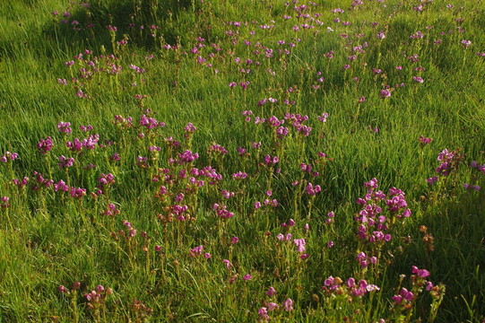 開滿野花的濕地