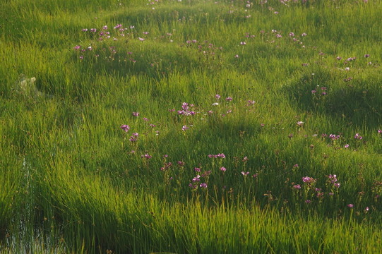 開滿野花的濕地