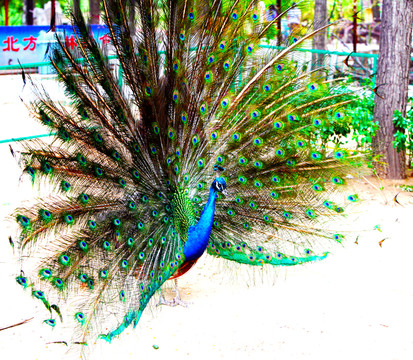 孔雀 鳥類 動物