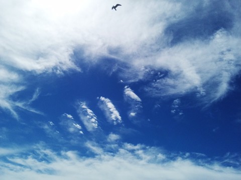 達(dá)里諾爾湖天空的雄鷹