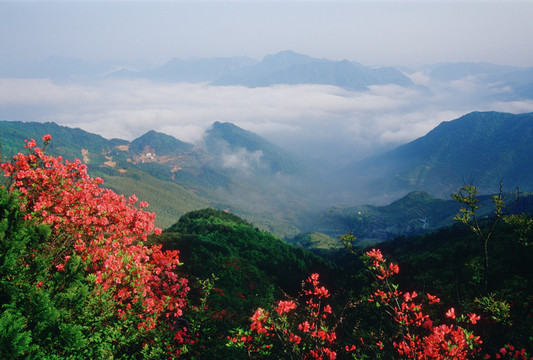四海山杜鵑花