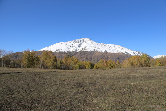 新疆禾木白樺樹林