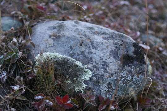 石頭 高原 青苔 苔蘚