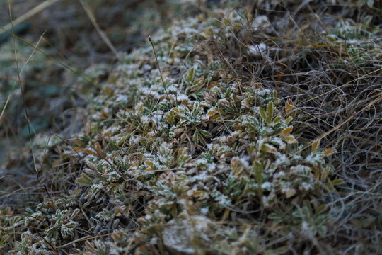 石頭 高原 青苔 苔蘚