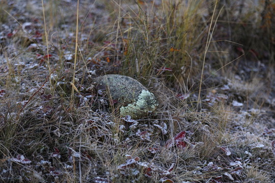 石頭 高原 青苔 苔蘚