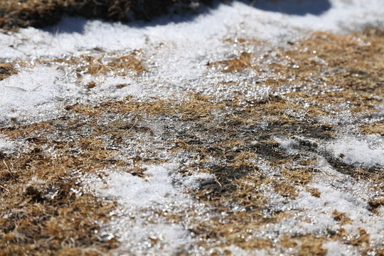 中國甘肅祁連雪山自駕游