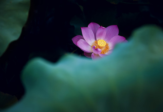 荷花