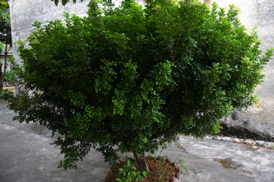 綠樹(shù)