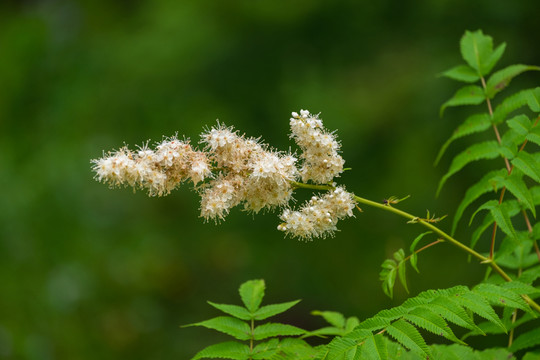 山野花