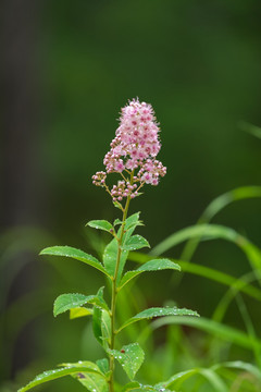 山野花
