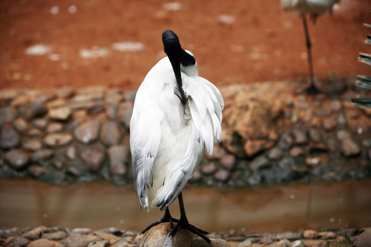 水鳥 動物