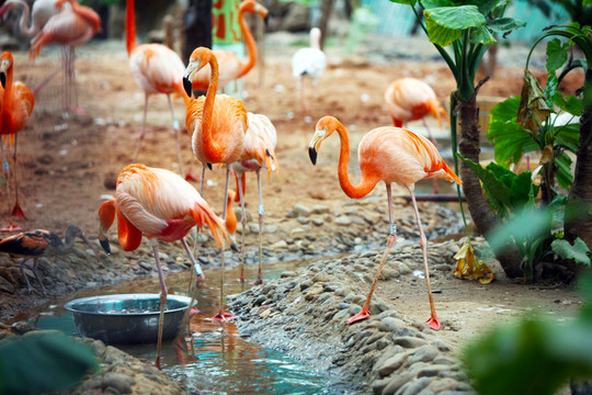 火烈鳥 動(dòng)物園