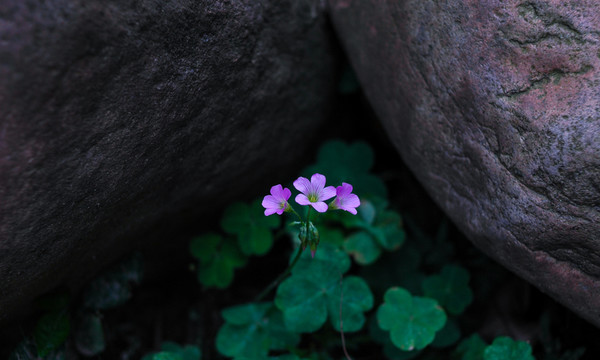 花卉 園林 鮮花 公園 花