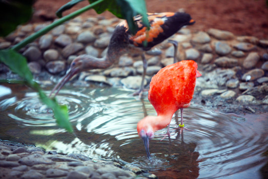 水鳥 動物