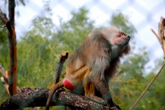 狒狒 動物園