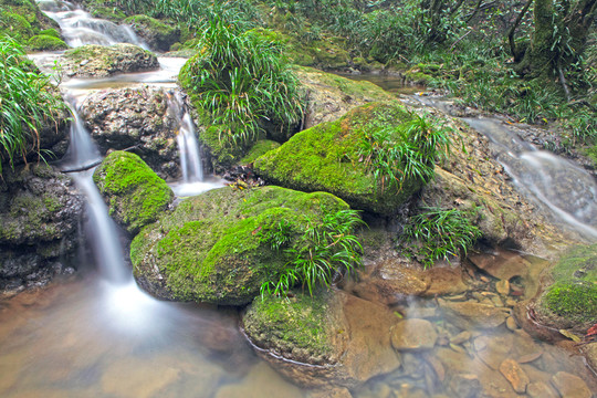 貴州 茂蘭