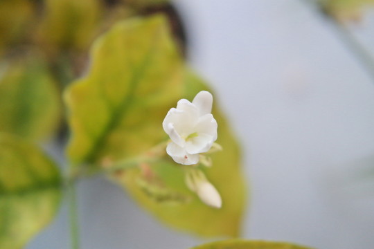 茉莉
