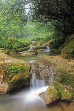 貴州 茂蘭