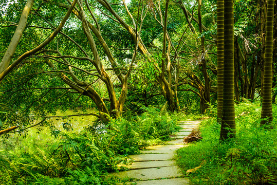 陽(yáng)光森林小路