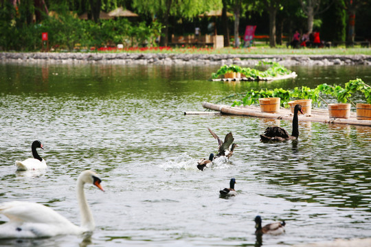天鵝 戲水 鳥類 動物