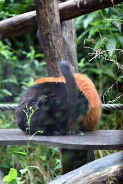 藍(lán)眼狐猴