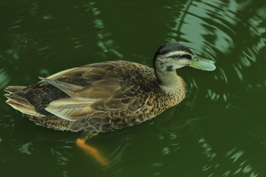 鴨子游水