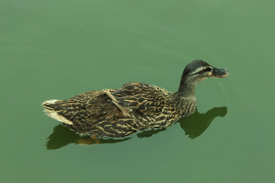 水鴨