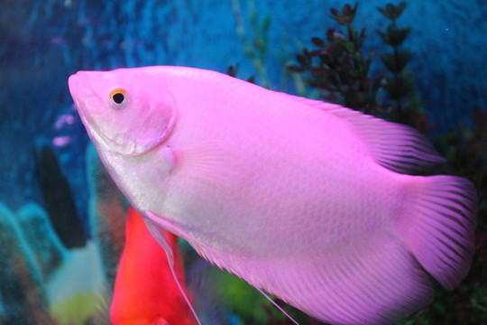 觀賞魚