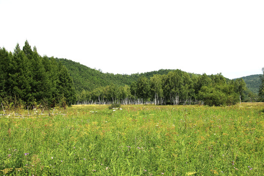 山草地樹林