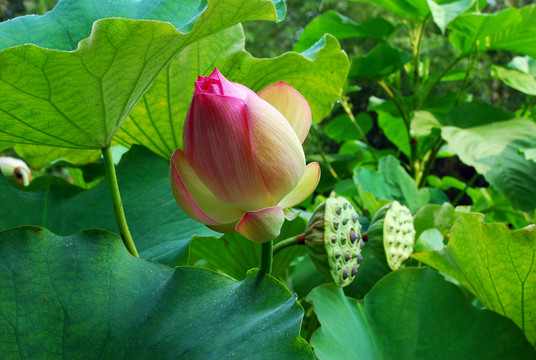 荷花