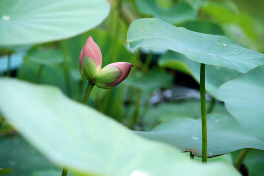 荷花