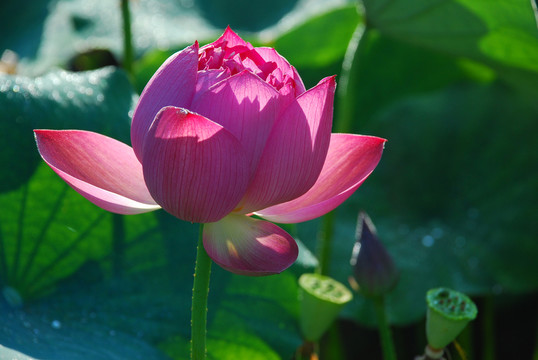 荷花