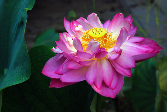 荷花
