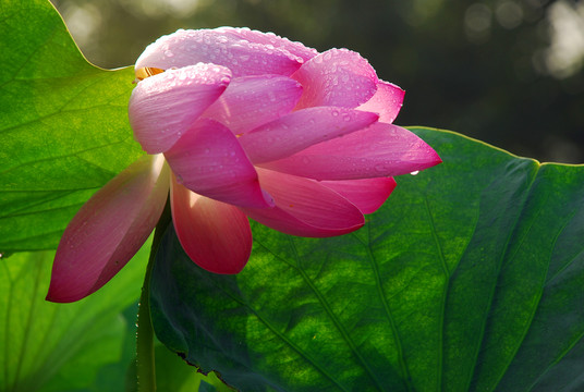 荷花