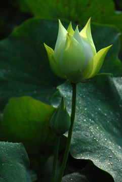 荷花