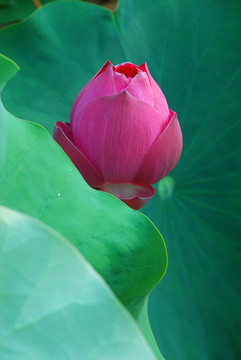 荷花  蓮花