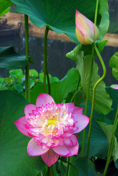 荷花
