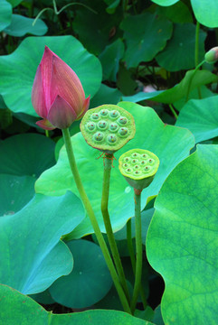 荷花