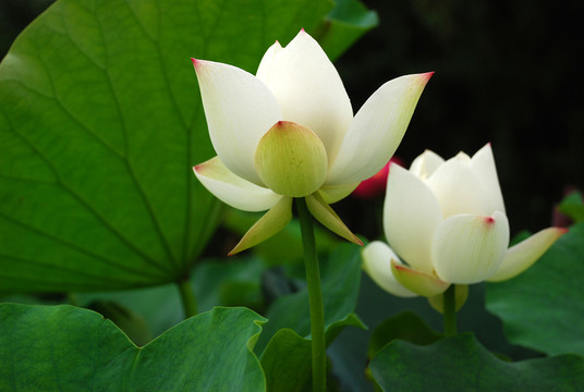 蓮花  荷花