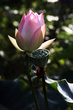 荷花