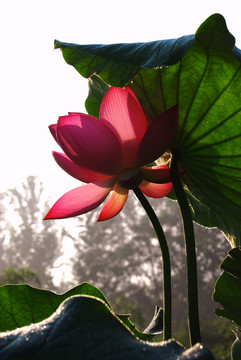 荷花